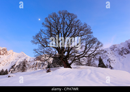 Abend, Abenddämmerung, Abendlicht, Nachleuchten, Abendstimmung, Acer Pseudoplatanus, Alpstein, Appenzell, Berg, Bergahorn, Berge, Stockfoto