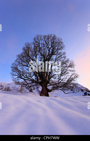 Abend, Abenddämmerung, Abendlicht, Nachleuchten, Abendstimmung, Acer Pseudoplatanus, Alpstein, Appenzell, Berg, Bergahorn, Berge, Stockfoto