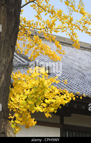 Schöne Herbst Bild mit Ginko Biloba Baum und einem traditionellen Tempel-Dach. Stockfoto