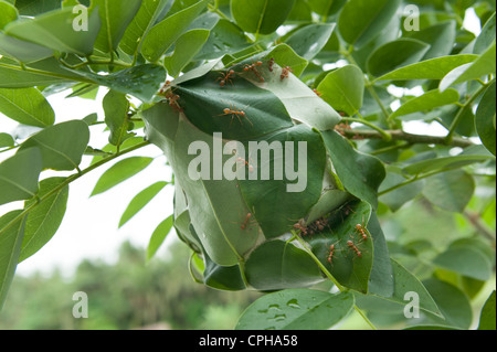 Weaverants Philippinen Weberameisen und Oecophylla auf ihren Blättern Nest, Kolonie formicidae grün gesellige soziale Teamarbeit Team Stockfoto