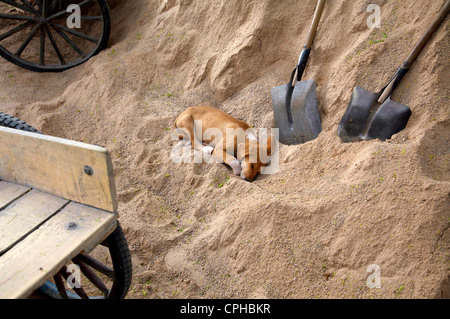 Welpen schlafen auf einem Haufen Sand Stockfoto