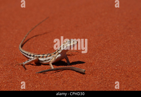 Eidechse, roter Sand, Sand, rot, Francois Peron National Park, western Australia, Australien, Westküste, Küste, Tier, Tier, Rep Stockfoto