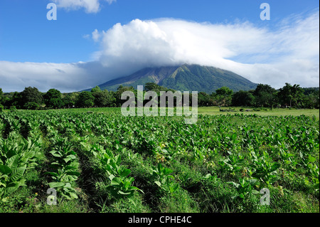 Tabak, Pflanzen, Volcan, Konzeption, auf der Insel Ometepe, Lago de Nicaragua, Nicaragua, UNESCO, Welterbe, Mittelamerika, San Stockfoto