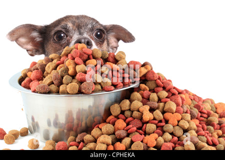 Kleine Chihuahua Höchststand über große Schüssel mit Hundefutter zu groß für ihn Stockfoto