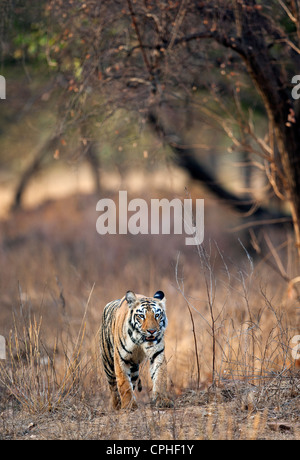 Sub adult Tigerin am Pandharponi zu Fuß Kopf auf in Tadoba, Wald Indien. (Panthera Tigris) Stockfoto