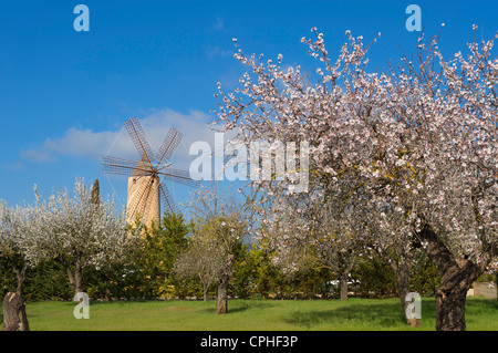 Mallorca, Mallorca, Balearen, Insel, Insel, Inseln, Inseln, Spanien, Spanisch, Europa, europäische, im Freien, außerhalb Stockfoto