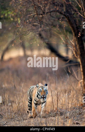 Sub adult Tigerin am Pandharponi zu Fuß Kopf auf in Tadoba, Wald Indien. (Panthera Tigris) Stockfoto