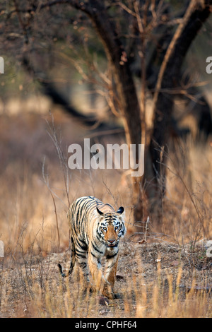 Sub adult Tigerin am Pandharponi zu Fuß Kopf auf in Tadoba, Wald Indien. (Panthera Tigris) Stockfoto