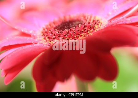 Dunkel rosa Gerbera Blume geschossen von Seite mit Wassertropfen auf Blume Stockfoto