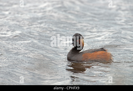 Schwarz-NECKED GREBE Podiceps nigricollis Stockfoto