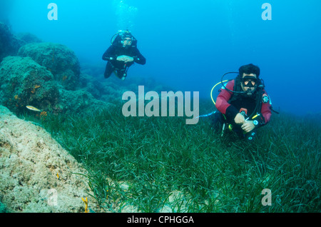 Zwei sсuba Taucher schwimmen über das Dickicht der marine Seegras Zostera Stockfoto