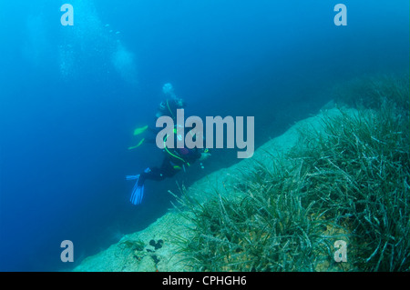 Zwei sсuba Taucher schwimmen über das Dickicht der marine Seegras Zostera Stockfoto