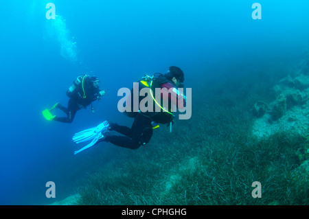 Sсuba Taucher schwimmen über das Dickicht der marine Seegras Zostera Stockfoto