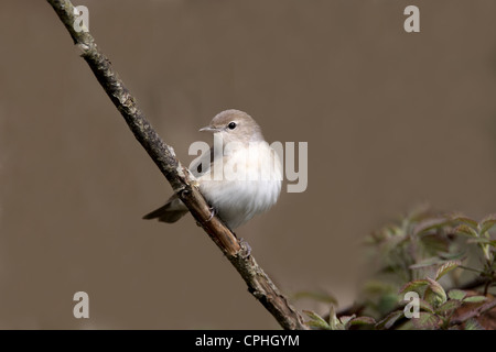 Garten-Grasmücke, Sylvia borin, einzelne Vogel auf Zweig, Warwickshire, Mai 2012 Stockfoto