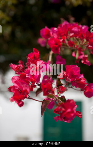 Bougainvillea, Lanzarote, Kanarische Inseln Stockfoto