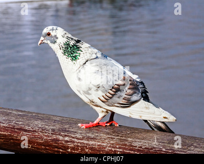 Wilde Taube (Columba Livia) thront auf einem Geländer. Stockfoto