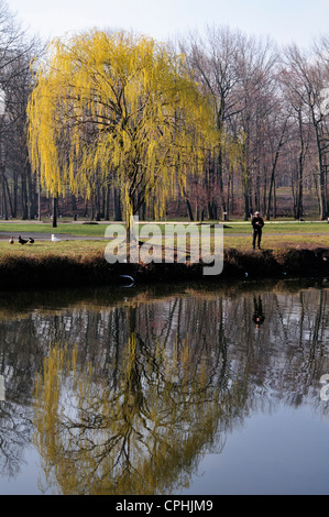 Trauerweide Baum spiegelt sich im Teich im Roosevelt Park, Edison, New Jersey Stockfoto