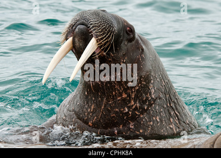 North Atlantic Walross Odobenus Rosmarus Nordaustland Spitzbergen Norwegen Stockfoto