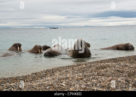 North Atlantic Walross Odobenus Rosmarus Torellneset Himlopenstretet Norwegen Stockfoto