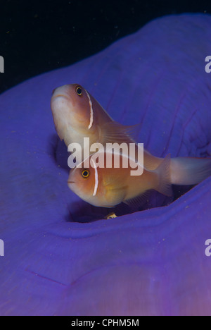 Ein paar von rosa Anemonenfisch (Clownfische) bleibt in der Mitte eine lila Anemone mit den Tentakeln umgekehrt im Inneren Stockfoto