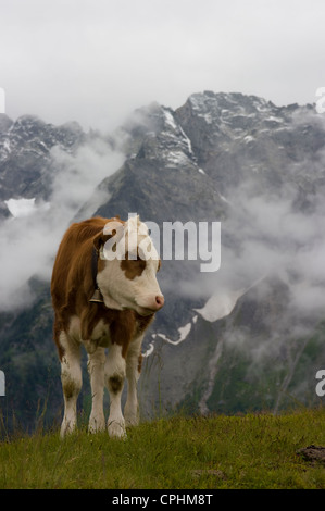 Braune und weiße Kuh mit Glocke in der Tiroler Bergwelt am Ahorn über Mayrhofen Stockfoto
