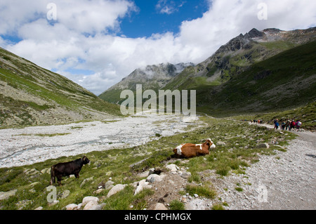 Wanderer-Wanderung nach unten vergangenen grasende Kühe auf den alpinen Tiroler Almen von einem vergletscherten Tal Stockfoto