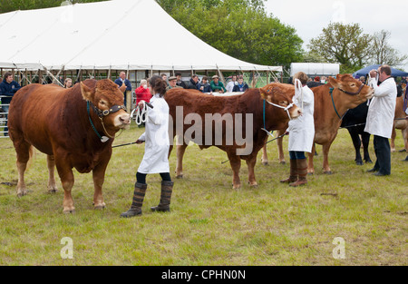 Limousin-Rinder auf show Stockfoto