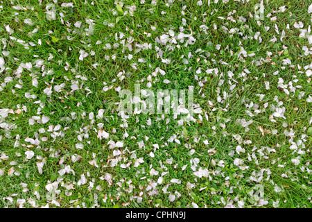 Abgefallene Blütenblätter von Blumen von Apfelbäumen liegen auf dem Rasen im Frühjahr Hintergrund Stockfoto