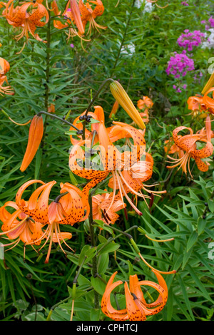 Leuchtend orange bunte Tiger-Lilien wachsen in einem Blumengarten. Lanesboro Minnesota MN USA Stockfoto