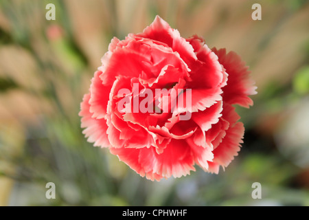 Eine schöne weiße Fransen rosa Nelke in voller Blüte. Stockfoto