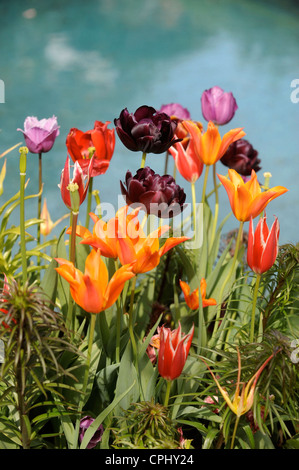 Tulpen in einem Topf durch ein Wasserspiel in einen englischen Garten UK Stockfoto