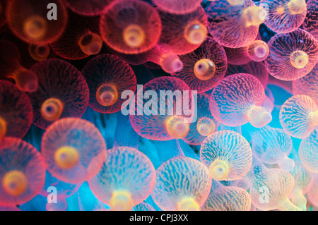 Blase Tipp Anemone (Entacmaea Quadricolor) Raja Ampat, West-Papua, Indonesien Stockfoto