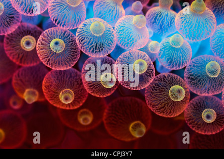Blase Tipp Anemone (Entacmaea Quadricolor) Raja Ampat, West-Papua, Indonesien Stockfoto