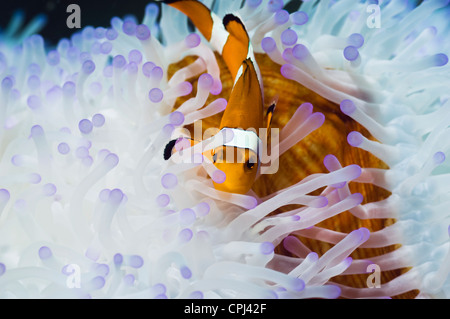 Falscher Clown Anemonenfische (Amphiprion Ocellaris) mit gebleichten prächtigen Anemone (Heteractic Magnifica). Indonesien Stockfoto
