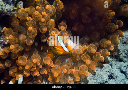 Clarks Anemonenfische (Amphiprion Clarkii) in Bubbletip Anemone (Entacmaea Quadricolor). Nationalpark Komodo, Indonesien. Stockfoto