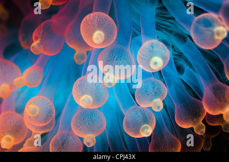 Blase Tipp Anemone (Entacmaea Quadricolor) Raja Ampat, West-Papua, Indonesien Stockfoto