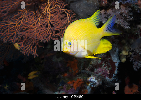 Goldener Riffbarsch (Amblyglyphidodon Aureus). Papua-Neu-Guinea. Stockfoto