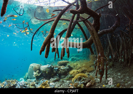 Blauwasser Mangroven am Rand des Korallenriffs.  Raja Ampat West Papua Indonesien Stockfoto