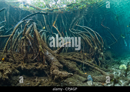 Mangroven (Rhizophora SP.) Wurzeln unter Wasser. Raja Ampat Indonesien. Stockfoto