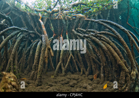 Mangroven (Rhizophora SP.) Wurzeln unter Wasser. Raja Ampat Indonesien. Stockfoto