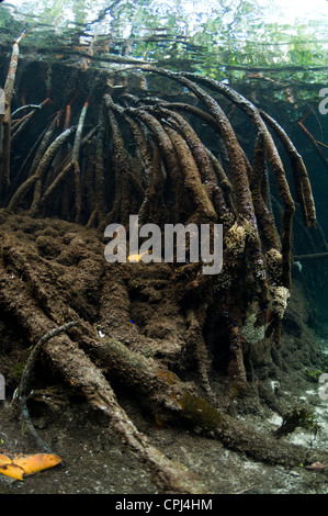 Mangroven (Rhizophora SP.) Wurzeln unter Wasser.; Raja Ampat; Indonesien. Stockfoto