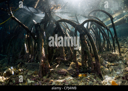 Sonnenstrahlen mit Mangrovewurzeln (Rhizophora sp.). Raja Ampat, West-Papua, Indonesien. Stockfoto
