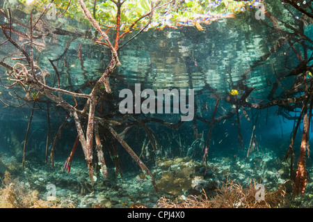 Blaue Mangroven am Rande des Korallenriffs. Raja Ampat, West-Papua, Indonesien. Stockfoto