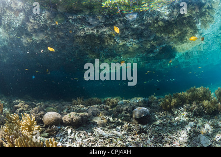 Blauwasser Mangroven am Rande des Korallenriffs. Raja Ampat, Indonesien. Stockfoto