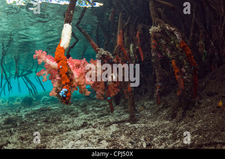 Blauwasser Mangrove neben Korallenriff. Weichkorallen wachsen Mangroven Wurzel. Raja Ampat, West-Papua, Indonesien. Stockfoto