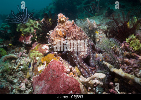 Tag-Oktopus (Octopus Cyanea) Jagd auf Korallenriff mit Feahterstars. Nationalpark Komodo, Indonesien. Stockfoto