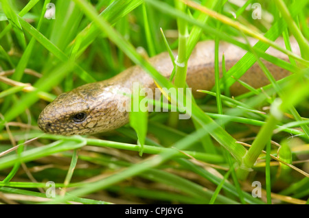 Blindschleiche geschiedenen Fragilis einzigen Erwachsenen Nahaufnahme Gras UK Stockfoto