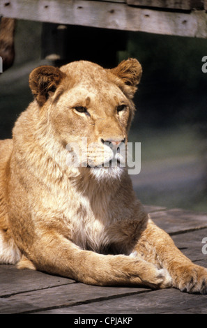 Löwin im Knowsley Safari Park Uk 1979 Stockfoto