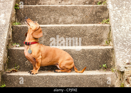 Porträt von Dackel Hund Stockfoto