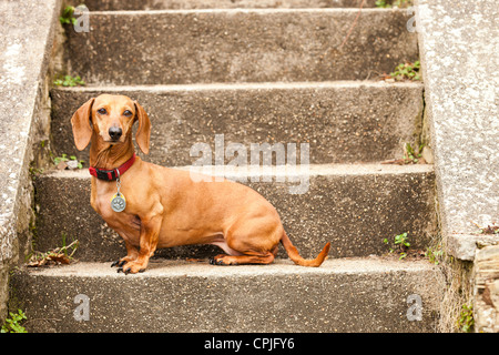 Porträt von Dackel Hund Stockfoto